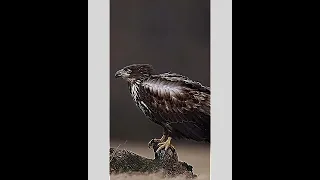 Eagle Beauty Captures in GoPro Hidden Camera | latest video |