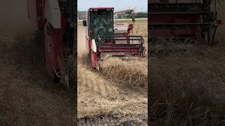 Cool machines Mini combine harvester#japan #subscribe #shorts #harvest