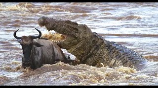 A huge Crocodile attacking animals ក្រពើដេញខាំក្របីព្រៃ សាហាវណស់ ក្រពើធំណាស់