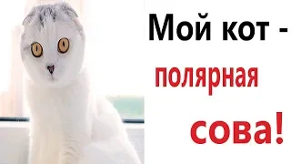 Лютые приколы. МОЙ КОТ – ПОЛЯРНАЯ СОВА!!! Самое смешное видео! Попробуй не засмеяться! - Domi Show