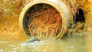 Unclogging Culvert Pipe Drain Water - Removing All Trash Clogged Culvert