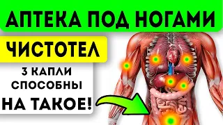 ЛЕЧИТ ПРАКТИЧЕСКИ ВСЕ! Настойка чистотела очищает легкие, желчный, печень, желудок, мочевой и даже…