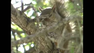 EATEN ALIVE!  Squirrel eats a lizard