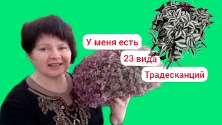 БОЛЬШОЙ обзор традесканций.