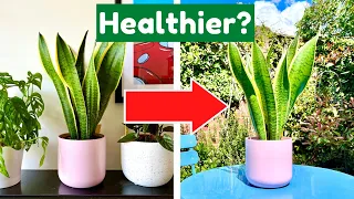 The ONLY 3 Hacks You Need For Super Healthy Plants