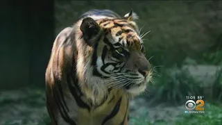 Tiger Attack Zookeeper In Kansas