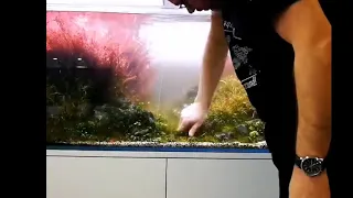 TRIMMING My Dutch style AQUARIUM /Trimming in a dutch tank