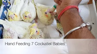 Hand Feeding 7 Cockatiel Babies