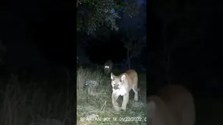 Cougar Mating Season