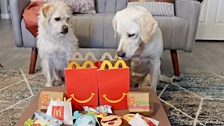 My Dogs First McDonald's Happy Meal!!!