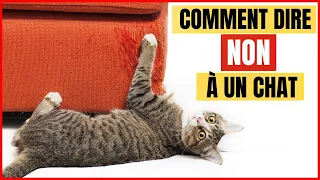 Comment dire NON à votre Chat