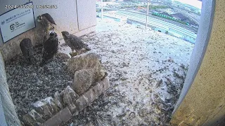 Osaka Peregrine Falcons/2024-05-20/ Chicks gather in the nest