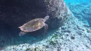 Hawksbill sea turtle in 4K