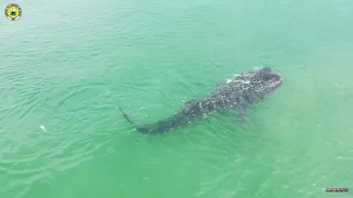 Whale Shark "Butanding" found in Cadiz City, Negros Occidental