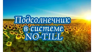 Особенности выращивания подсолнечника по технологии NO-TILL в условиях Крыма