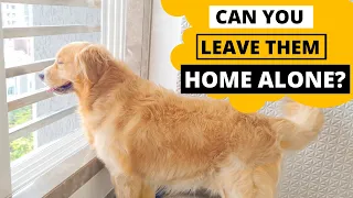 Can Golden Retrievers Stay Alone at Home