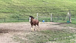 CLYDESDALE HORSE UPDATE! | Oliver Video Compilation