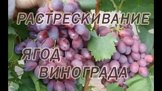 Почему трескается виноград?