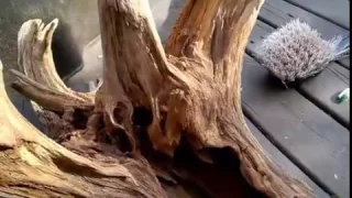 Cleaning a Large Driftwood Root Stump for Aquarium Terrarium Garden Landscape