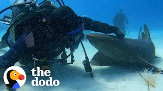 Diver Befriends A "Relentless" Nurse Shark | The Dodo Wild Hearts