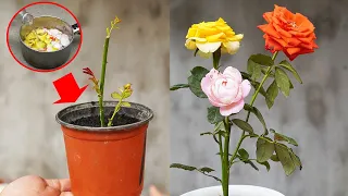 How To Make A Pot Of Colorful Roses Easily