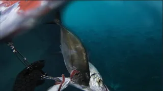 SPEARFISHING huge trevally in victoria (catch and cook).