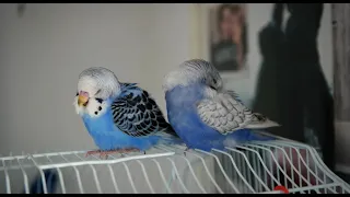 Sleeping Baby Budgie Birds with Mellow Music - to Relax, Calm Down, Love and Fall Asleep
