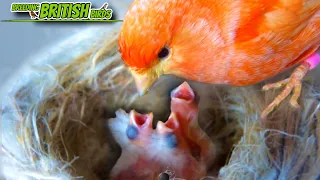 FIRST Chicks of 2023 HATCH! | Breeding British Birds S3:Ep3