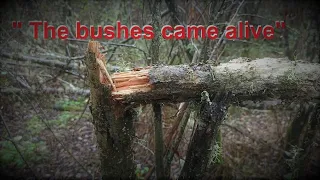 "The bushes came alive" - #Bigfoot #Sasquatch /Portugal