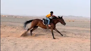 تحمس سعد وتسابق مع خيل ثانيه😍😂🐎👏🏻||يوميات المربط