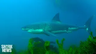 Baby Sharks Are Growing Up In New York | Shark News