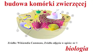 Budowa komórki zwierzęcej