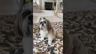 Treat Addicted Shih Tzu Refuses a Snack?! 🍖🤔 Is That Possible? 🤣 #shorts #shihtzu