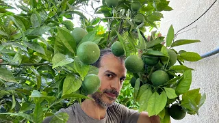 لو عاوز شجرة الليمون والبرتقال تحمل ثمار بكثافة وبحجم كبير🍋🍊جرب طريقتي وستري الفرق🌿ثلاث خطوات فقط