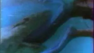 Movie Stills From Shark's Treasure (1975)