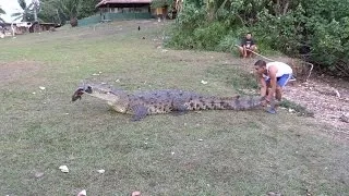 Панамские Будни #16. Четырехметровый Крокодил "ТИТО".