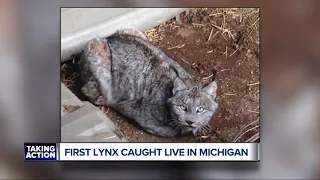 State DNR wants photos of Lynx sightings