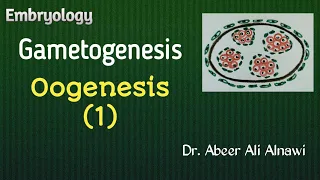 (9) Embryology/Gametogenesis; part 2: Oogenesis (1) /Dr. Abeer Ali Alnawi