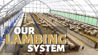 How I Improved Our Lambing System in 2019 (ACCELERATED LAMBING): Vlog 168