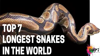 Longest Snakes In The World | Biggest Snakes | Biggest Snake Ever Found| Top 7 ( Clear Explanation)