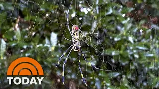 Giant Joro Spiders Expected To Invade The East Coast This Spring