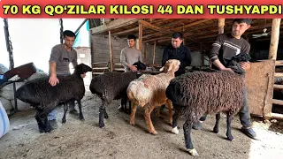 EDILBOY XSORI KASHTAN QO’ZI QÓCHQORLARI KELDI