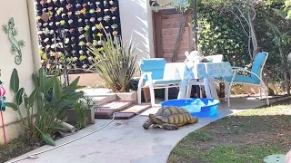 TORTOISE TV 🐢