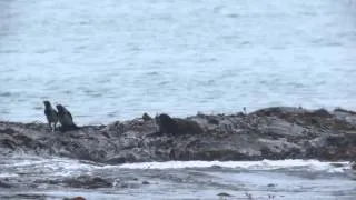 White-tailed Eagle assaults Eurasian Otter on the Isle of Mull