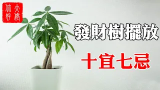 【風水】發財樹擺放，十宜七忌，擺在此處，家財兩旺，你家擺對了嗎？