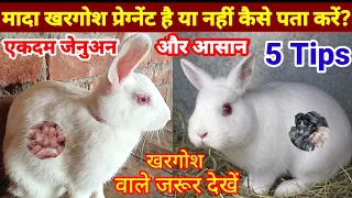 कैसे जाने मादा खरगोश प्रेग्नेंट है या नहीं?Female Rabbit Pregnant Hai kaise Pata karen?RK Pet Rabbit