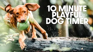 10 Minute Timer - Ten Minute Playful Dog Timer