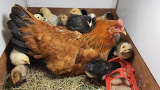 Цыплятам 10 дней!🐥🐥🐥