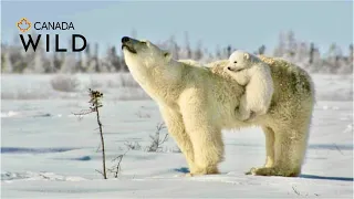 Polar Bear Love 💖 Baby Ice BEAR CUBS Cling to Mama! | TRÈS mignons | это Умка? | Canada Wild 🇨🇦