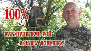 Как привлечь пчелиный рой в вашу ловушку!